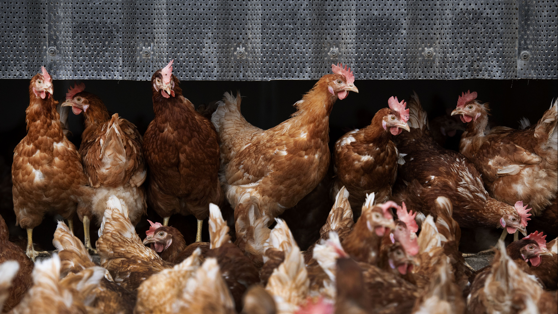 Deze week failliet: bedrijf dat kippen dikker maakte redt het niet
