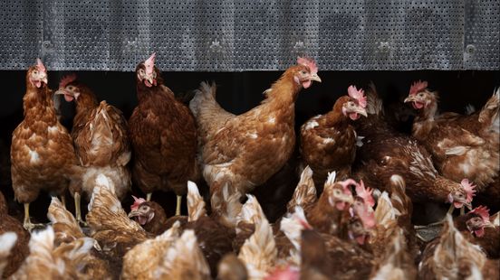 Deze week failliet: bedrijf dat kippen dikker maakte redt het niet Home