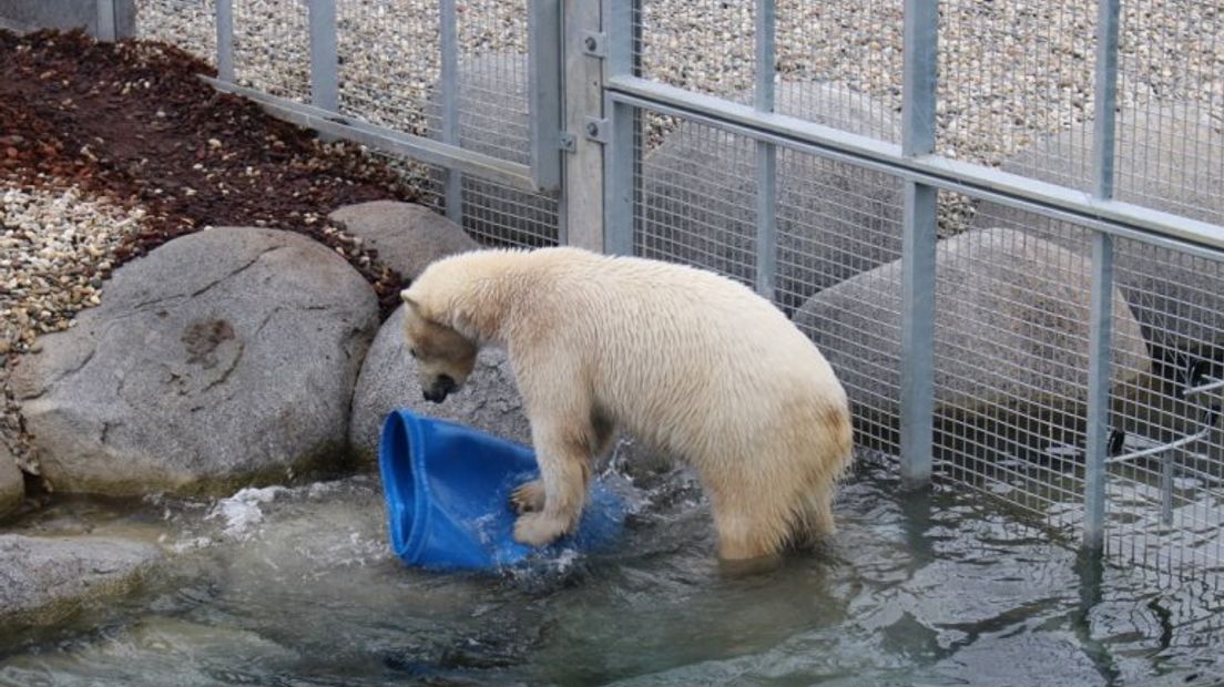 IJsberen vinden hond in de pot (Rechten: Jeroen Willems/RTV Drenthe)
