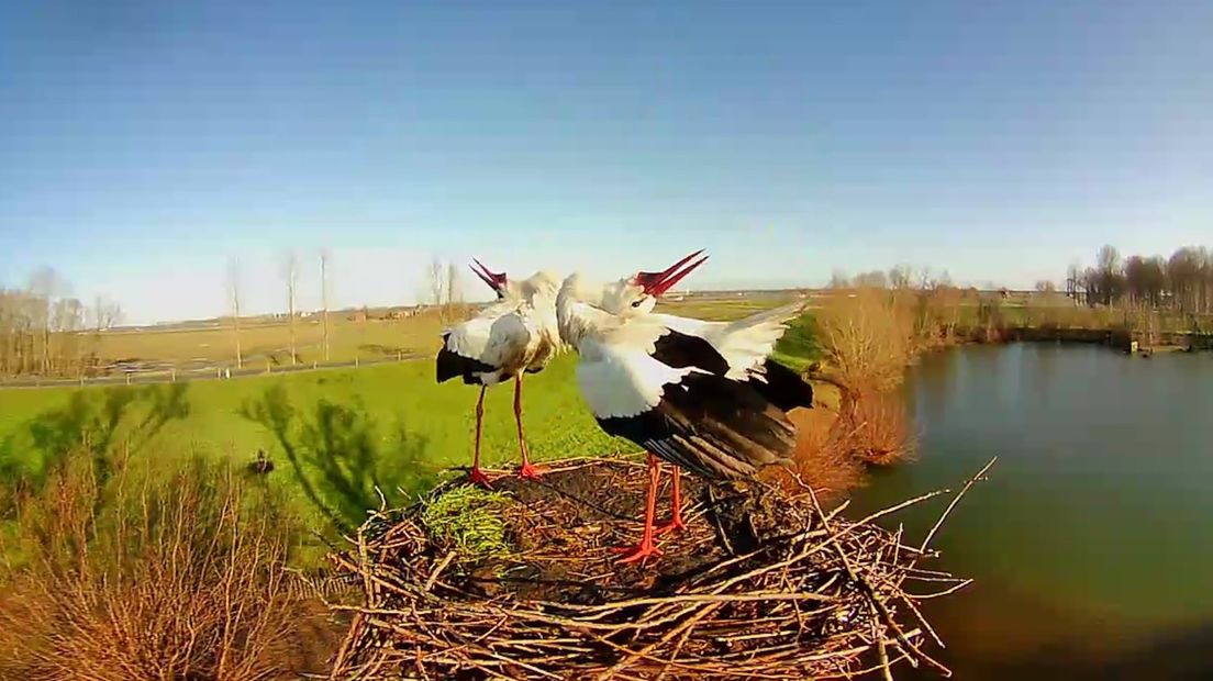 Klepperende ooievaars, te zien op een livestream.