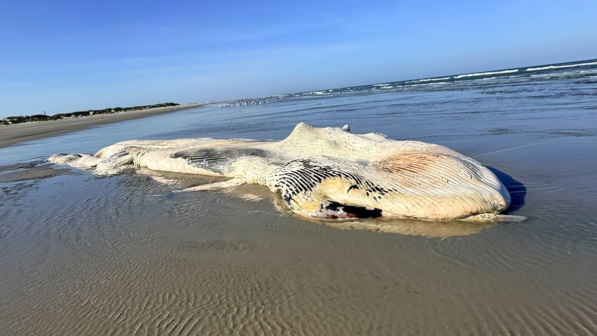 Vinvis van elf meter aangespoeld op Ameland | Oplichting bij bloemencorso Lippenhuizen