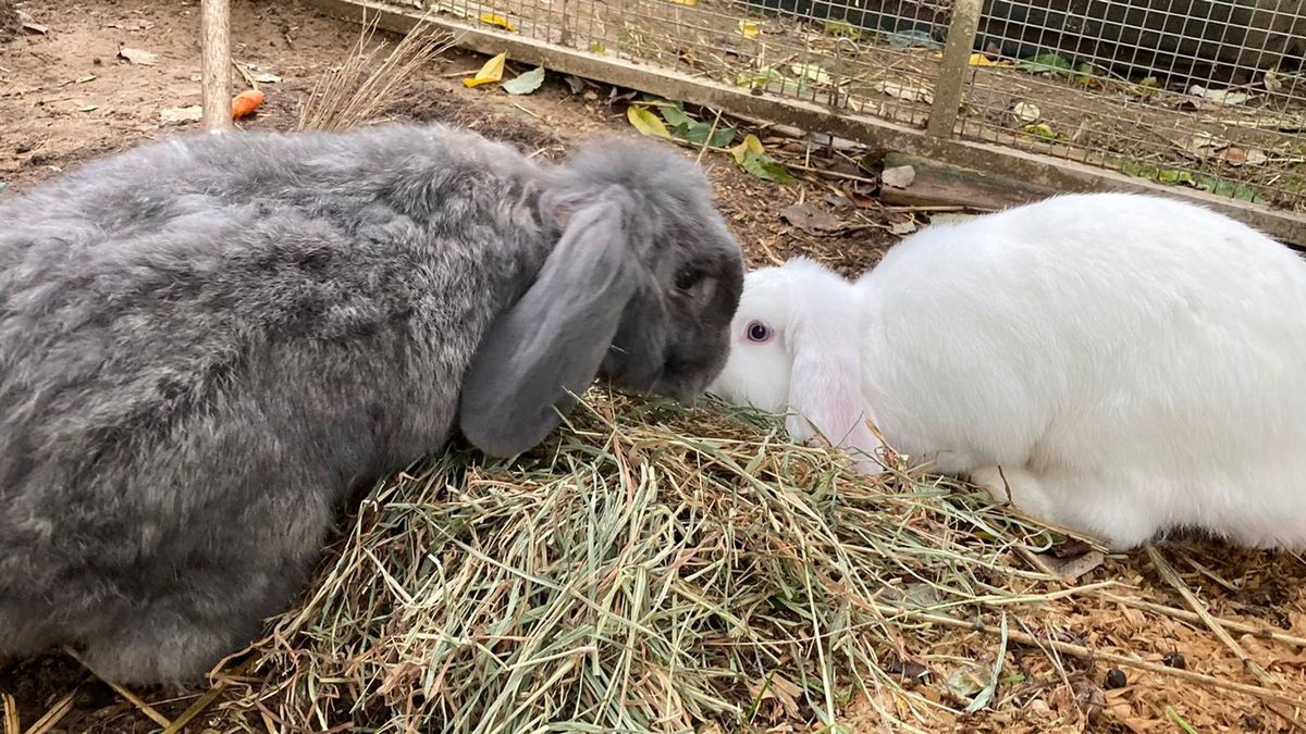 Onthoofding konijn schokt eigenares dierenweide Elsloo