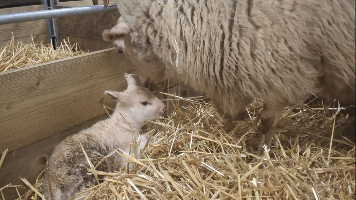 Het is nog winter maar het eerste lammetje is al geboren