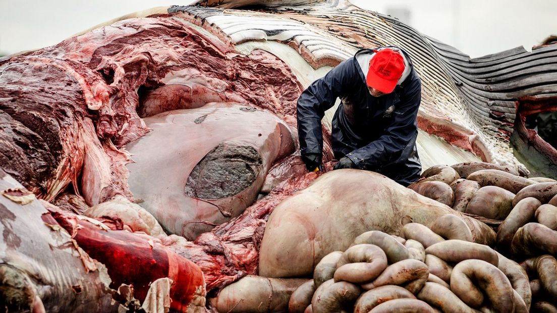 Naturalis onderzoekt de bij Terneuzen aangespoelde vinvis