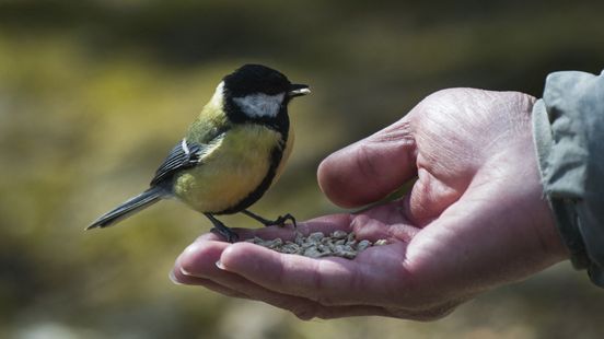 Dit vogeltje heeft een record gebroken