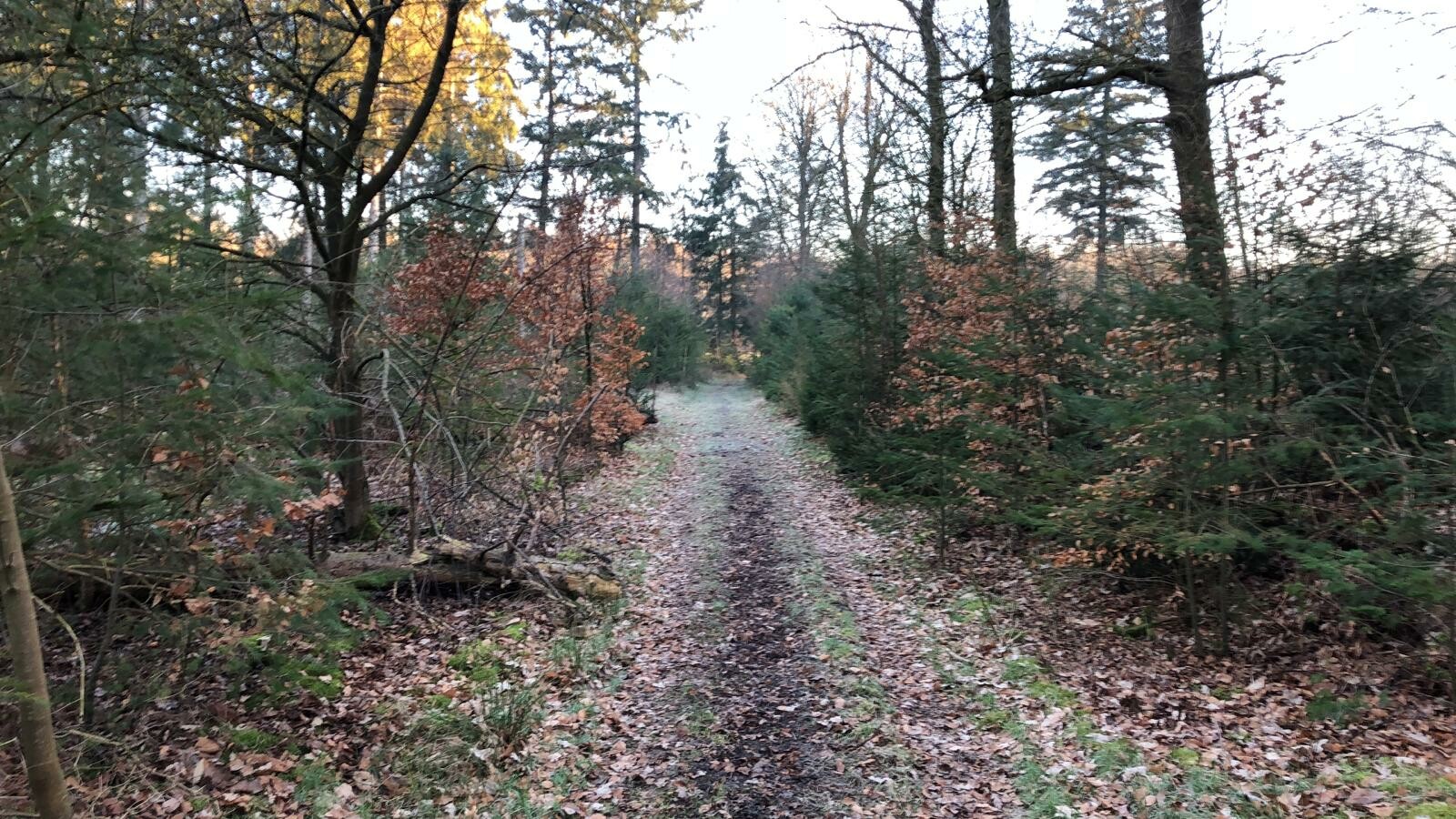 In paad yn it Drents-Friese Wold
