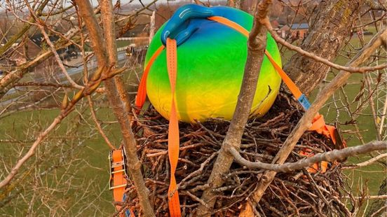 Skippybal op grote hoogte roept vragen op, ecoloog heeft het antwoord
