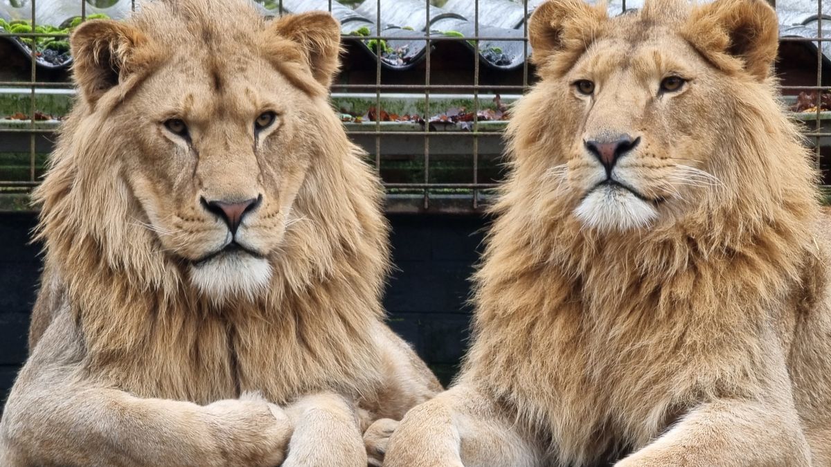 Vijf jonge leeuwen van opvang in Nijeberkoop naar reservaat in Zuid-Afrika