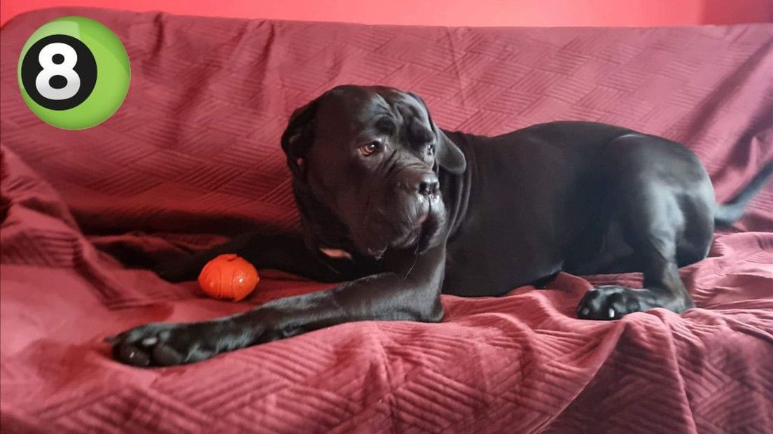 Baasje doodgeschoten hond neemt stappen