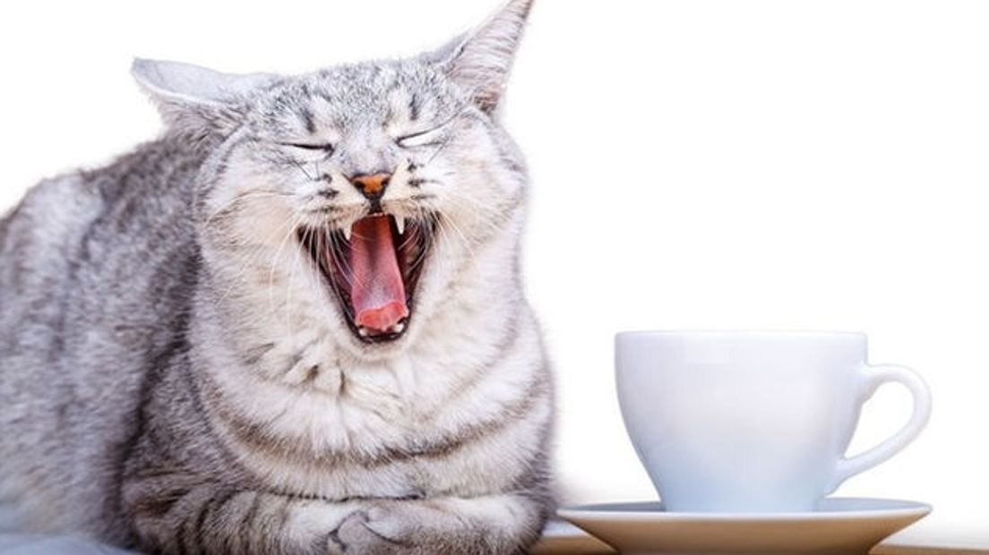 Doek valt voor kattencafé in Goes
