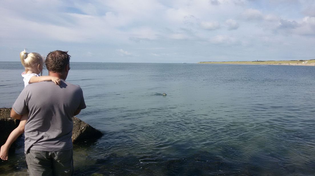 Een zeehond bij Brouwersdam