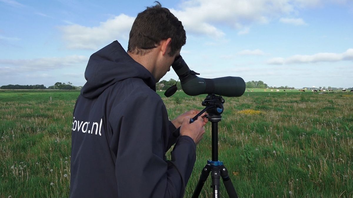 Turen naar tureluurs in Sint Annen
