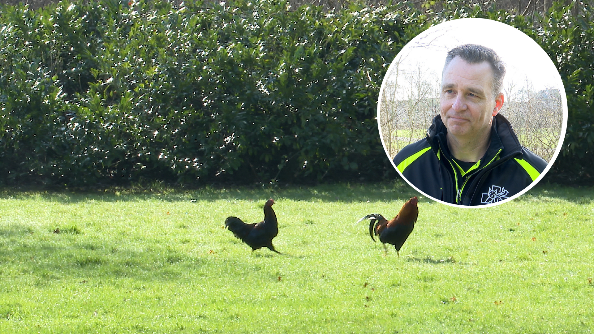 Hanenoverlast in Zierikzee nog niet voorbij: 'Vangen zal wel lukken, maar wat moet je er dan mee?'