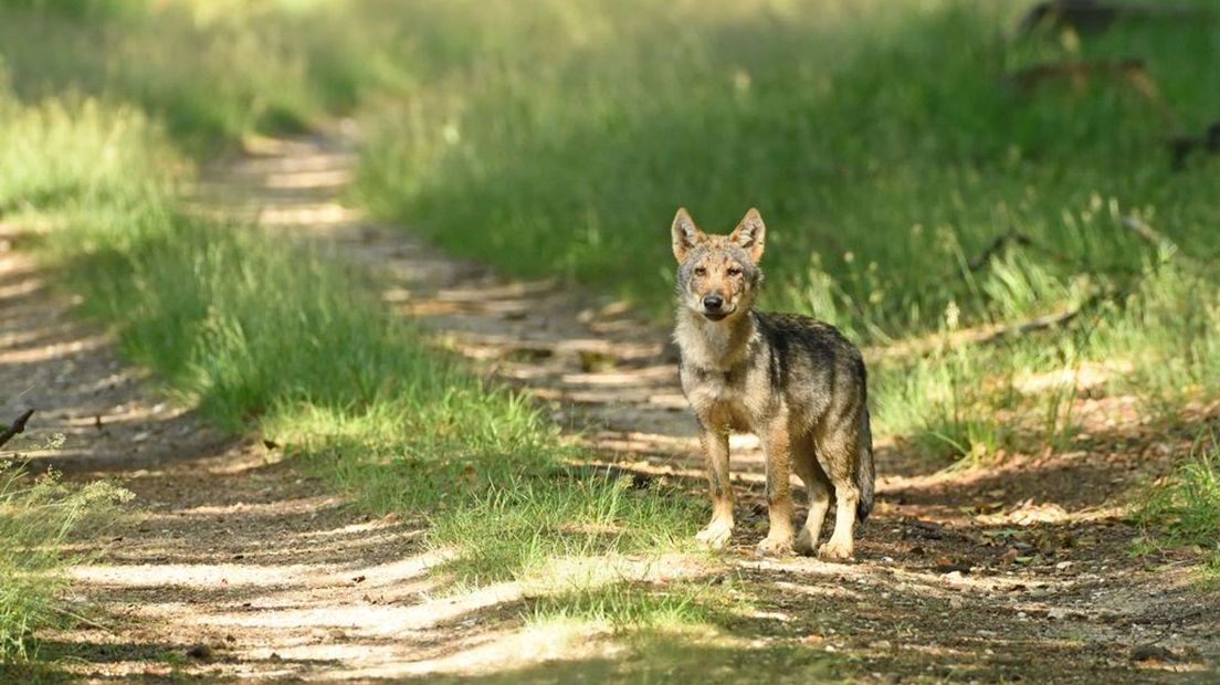 Fotograaf Gerrie van Gerder stond oog in oog met dit wolvenjong, een uitvergroting van haar foto is te winnen tijdens het wolvenweekend