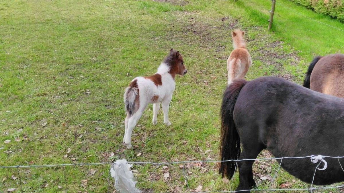 Veulentje gestolen uit weiland in Melderslo