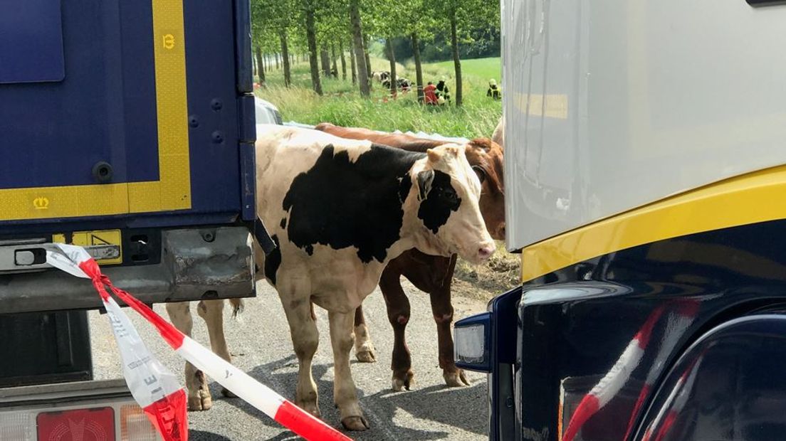 De A15 tussen Leerdam en Deil richting Nijmegen is woensdag enige tijd dicht geweest, nadat een vrachtwagen met stieren was gekanteld. Door het ongeval kwamen de dieren op de rijbaan terecht, diverse stieren waren dood of gewond geraakt.