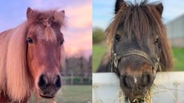 Yentl zoekt verdwenen pony's Terra en Morry: 'Je hoopt dat ze ergens veilig zitten'