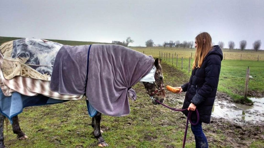 Uit sloot gered paard in dekens gewikkeld om op te warmen