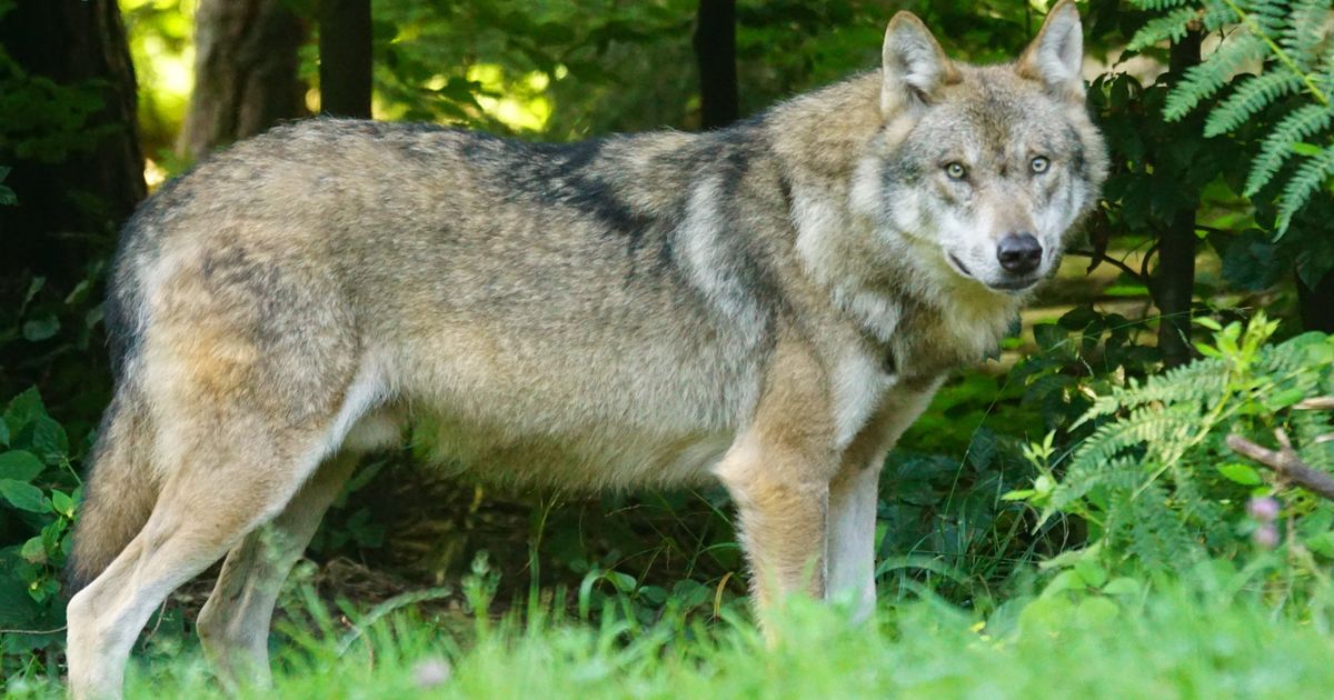 Wolf doodgeschoten in Twentekanaal, stichting doet aangifte
