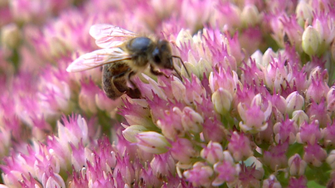 Een bij op een bloem