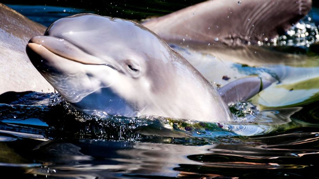 Een jonge dolfijn in het Dolfinarium.