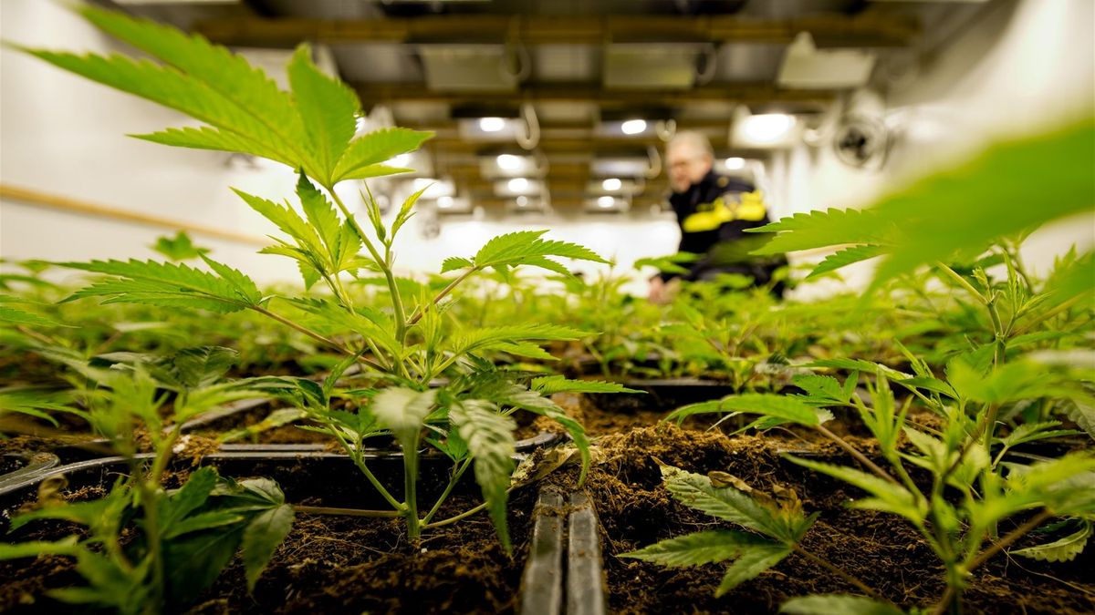 Drugspand gesloten in Wemeldinge na vondst 260 hennepplanten