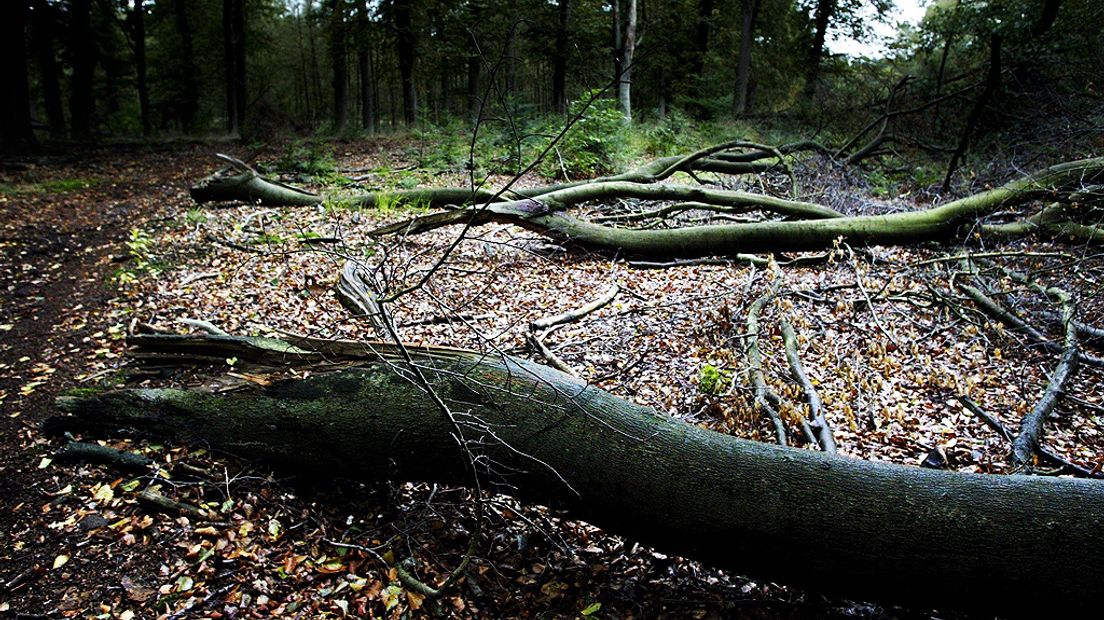 In de bossen in de omgeving is van alles te beleven