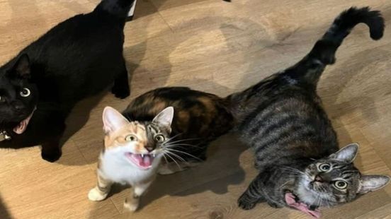 Advies: 'Houd je kat binnen tot 3 januari'