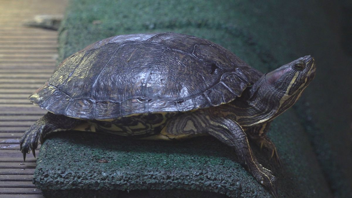 Een reservaat voor 50.000 schildpadden: daar wil opvang Harkema naartoe