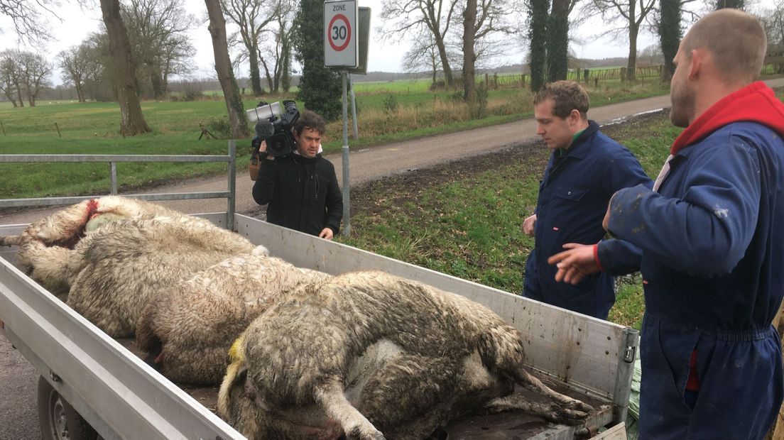 Smit verloor dit weekend vier drachtige schapen