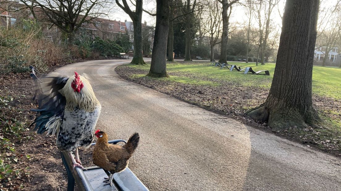 Hanen in het park.