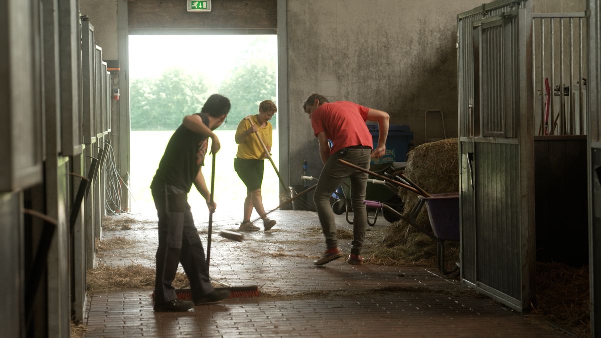Ook in vakantietijd komen de paarden bij Meinders in Tilligte niets tekort