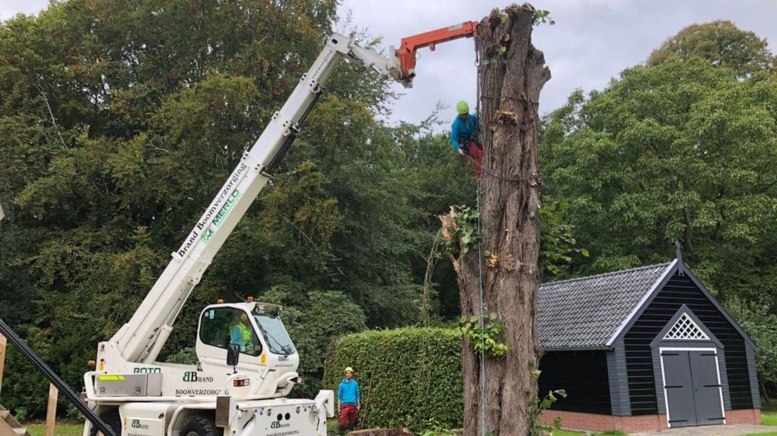 Een linde bij Landgoed Lemferdinge wordt gekapt