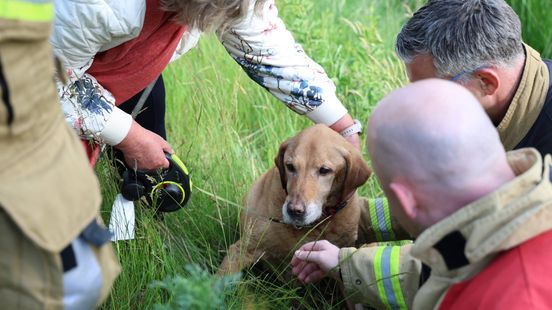 112 Nieuws: Hond in nood in Nijverdal | Auto slaat over de kop op A1 bij Deventer Home