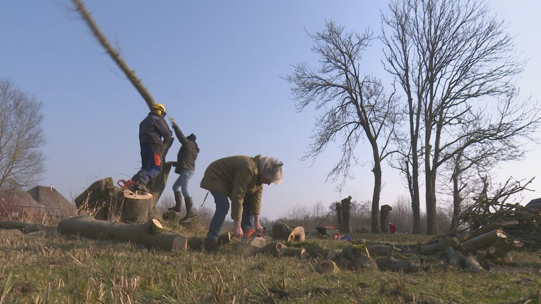 Dode bomen in Dwarsgracht worden gerooid