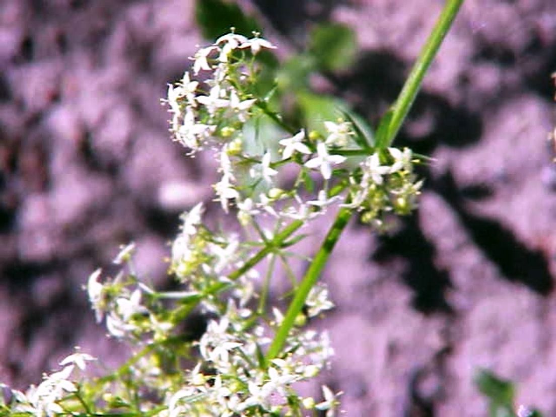 Galium_boreale_photo_Kurt_Stueber