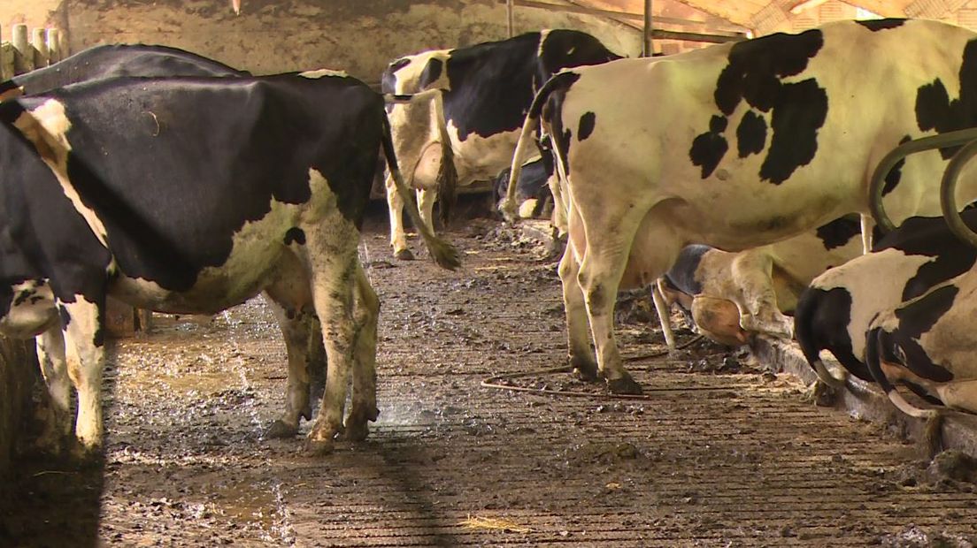 In juli werd de invoering van fosfaatrechten aangekondigd (Rechten: RTV Drenthe / Joris Barske)