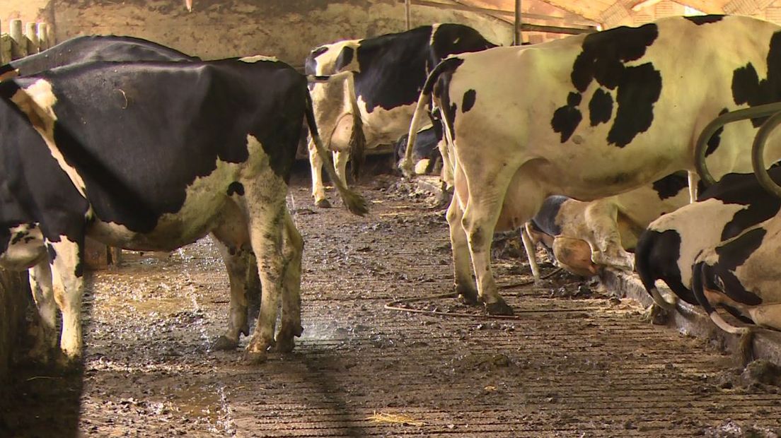 Stikstof zit onder meer in koeienmest (Rechten: archief RTV Drenthe)