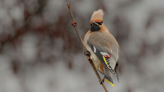 Zo help je tuinvogels veilig de winter door