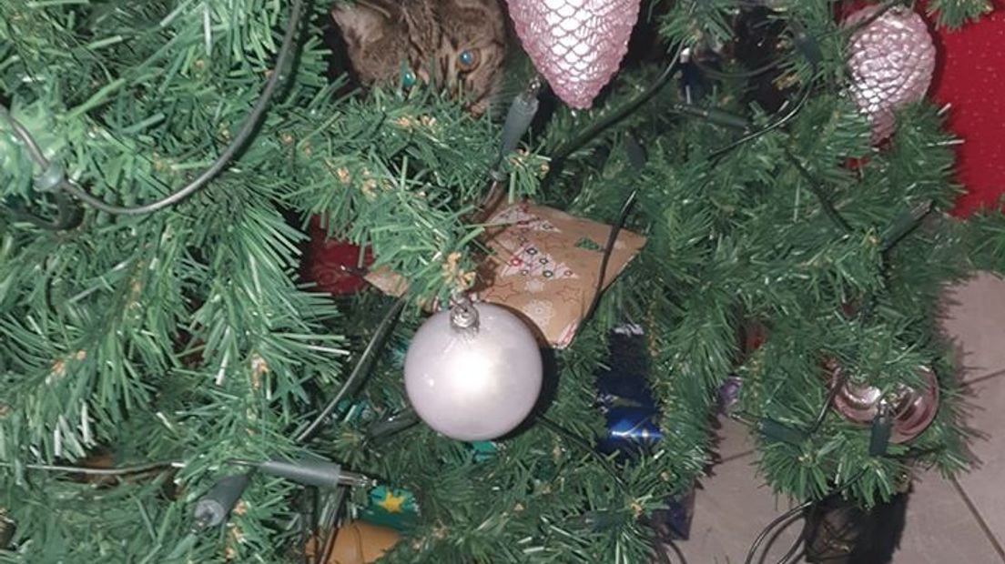 Wie katten heeft, herkent het probleem waarschijnlijk: hevige aversie tegen zo'n kerstboom die plots in huis staat. En dus moet de boom het ontgelden. Katten en kerstbomen, het is niet altijd een goede combinatie...