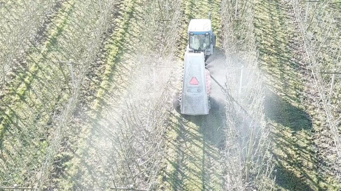 Het spuiten van witte klei tegen de perenbladvlo.