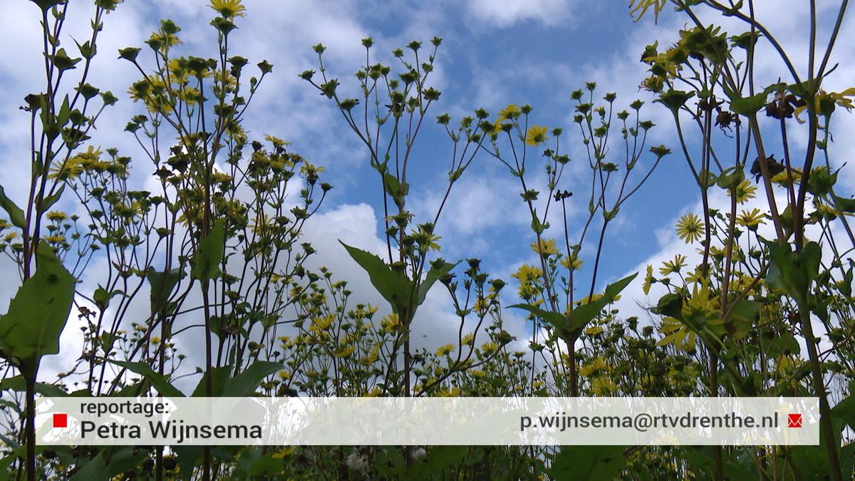 Bijenhouder uit Elim: 'Silphie is een goed alternatief voor mais'