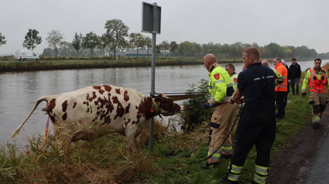 De brandweer trekt de drachtige Sjoukje op de wal