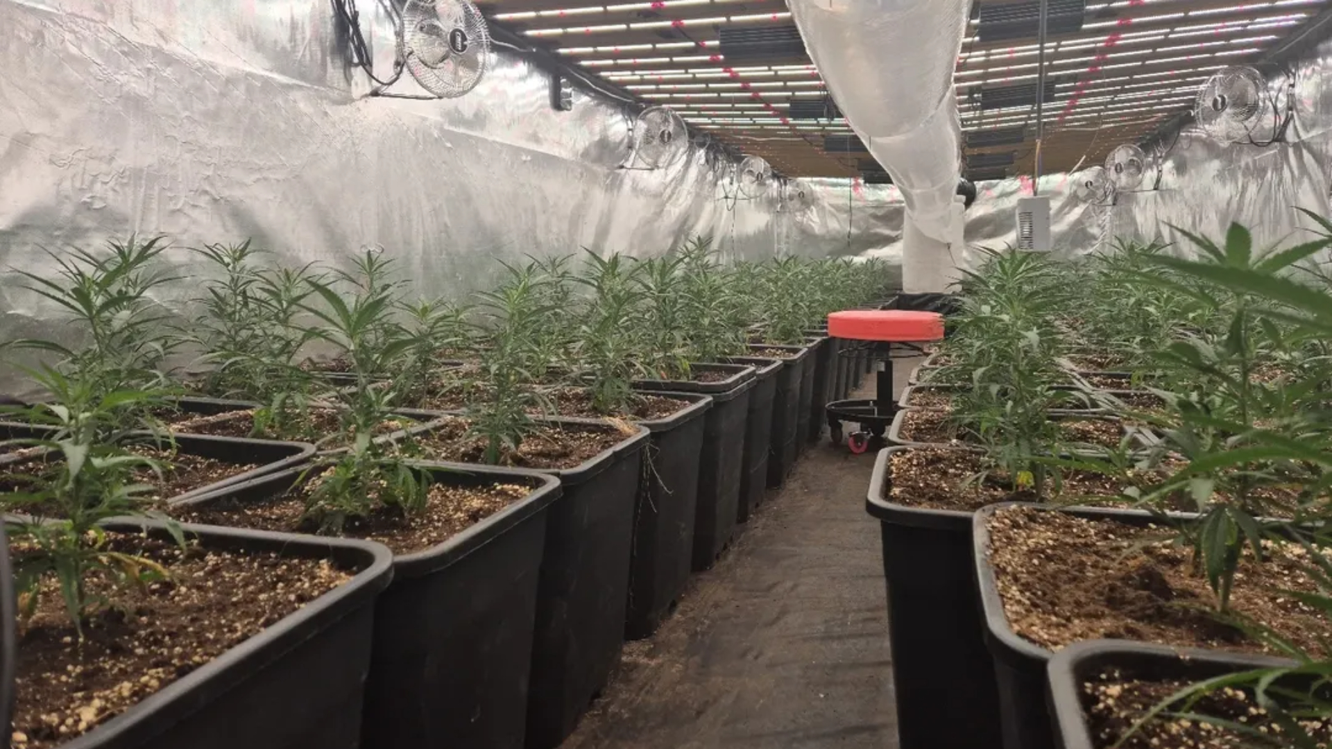 Hennepkwekerij opgerold in Numansdorp, één verdachte opgepakt