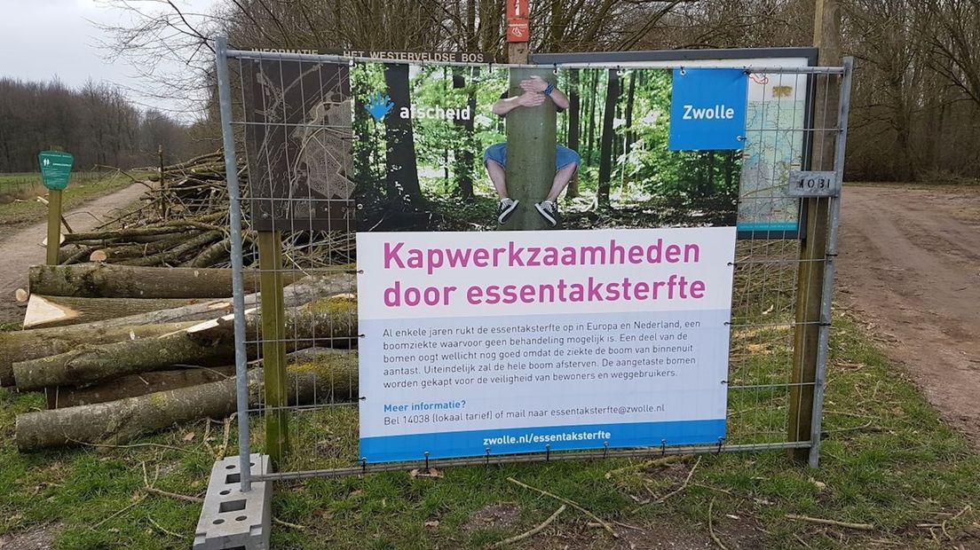 Zwolle kapt opnieuw 500 bomen vanwege essentaksterfte