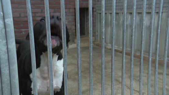 Honden opgevangen in Drents Dierentehuis Beilen