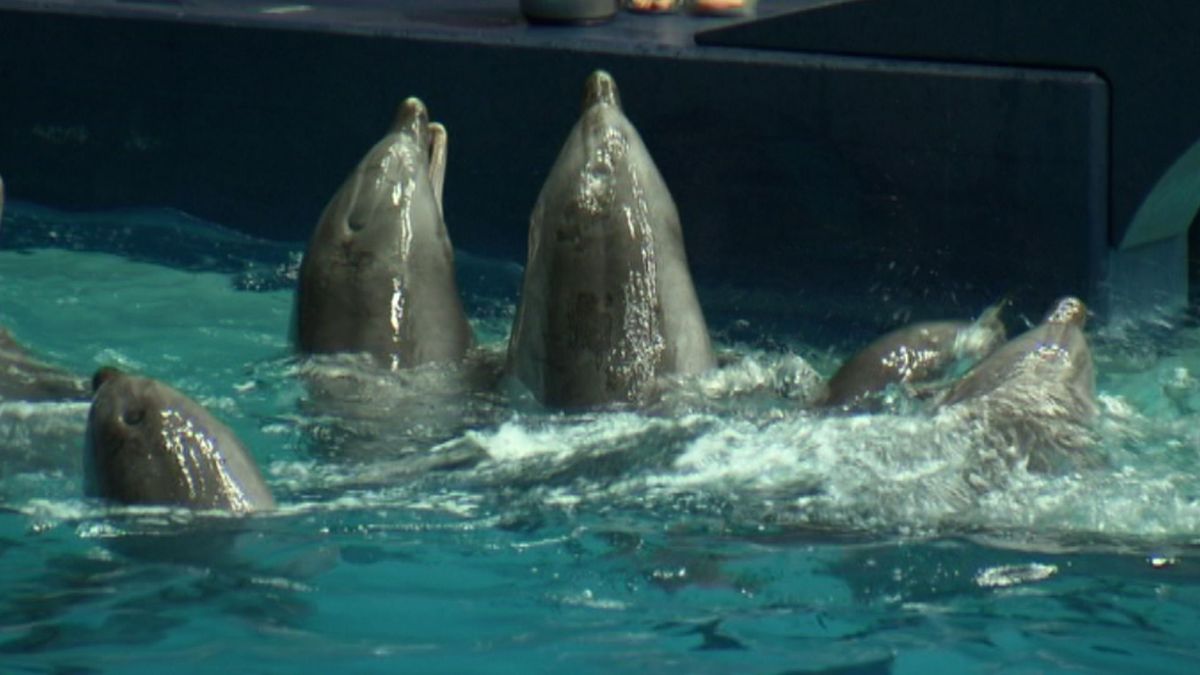 Dolfinarium onder vuur: 'Houdt zich niet aan afspraken' - Omroep Gelderland
