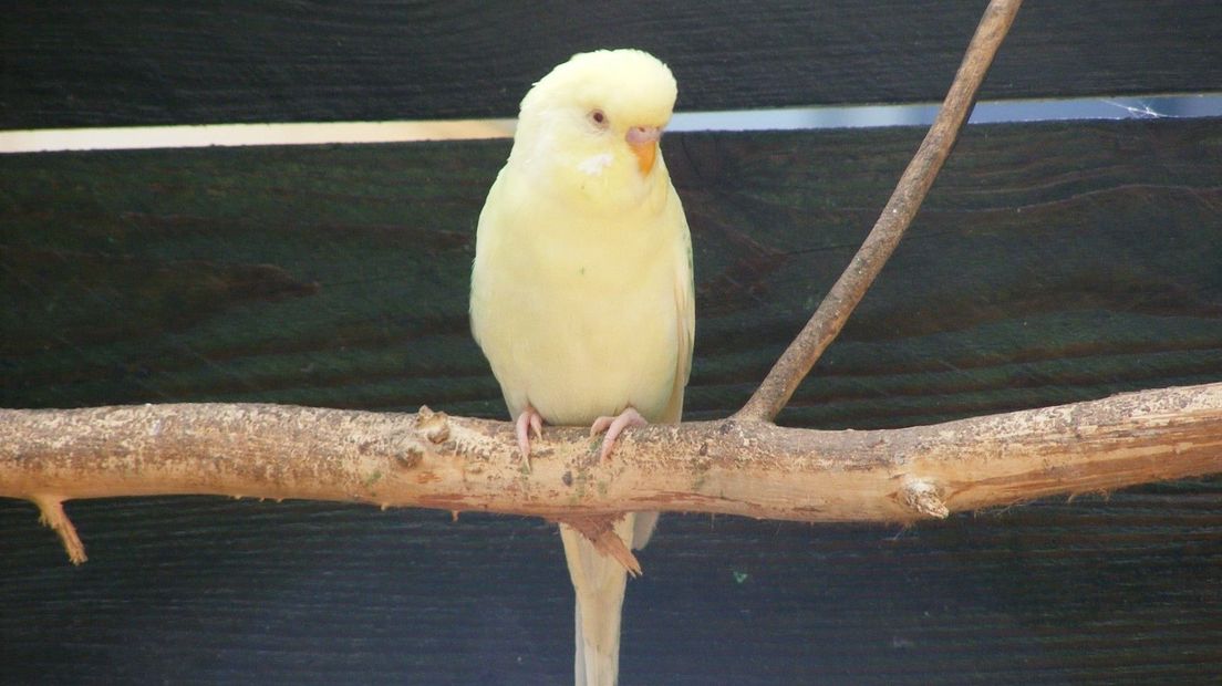 De kinderboerderij heeft aangifte gedaan