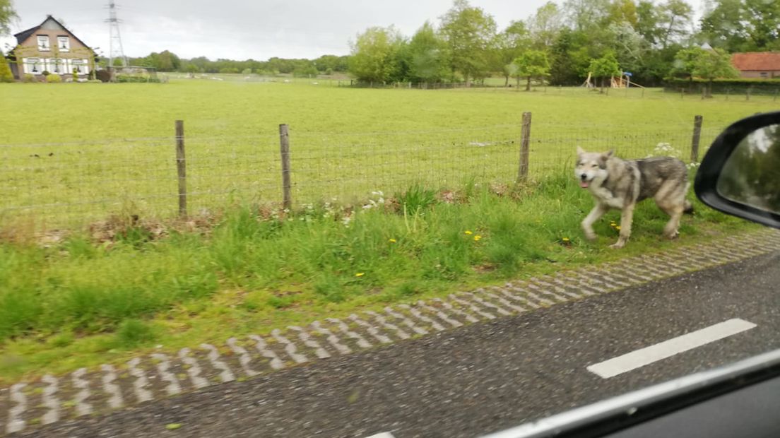 Verschillende mensen zagen het dier vandaag lopen en maakten er foto's van