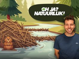 Waarom hebben bevers gouden tanden?